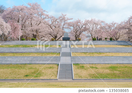 Tendo Park or Maizuru Park with Sakura Cherry Blossom in Spring season, landmark popular for tourist attractions in Yamagata prefecture, Tohoku, Japan 135038085