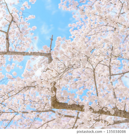 beautiful Spring day, Cherry blossom against blue sky in park, Somei Yoshino Sakura blooming in sunshine day. Japan Travel background, template and wallpaper for spring season and Hanami picnic 135038086