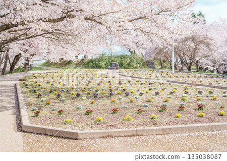Tendo Park or Maizuru Park with Sakura Cherry Blossom in Spring season, landmark popular for tourist attractions in Yamagata prefecture, Tohoku, Japan 135038087