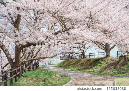 Tendo Park or Maizuru Park with Sakura Cherry Blossom in Spring season, landmark popular for tourist attractions in Yamagata prefecture, Tohoku, Japan 135038088