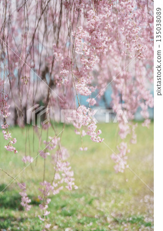 Shidarezakura Weeping Cherry blossom in Tendo Park or Maizuru Park in Spring season, landmark popular for tourist attractions in Yamagata prefecture, Tohoku, Japan 135038089