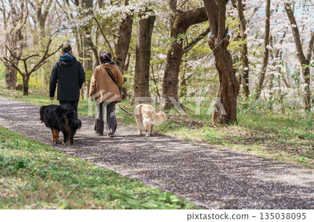 Sakura Cherry Blossom in Spring season, people and dog in Tendo Park or Maizuru Park landmark popular for tourist attractions in Yamagata prefecture, Tohoku, Japan 135038095