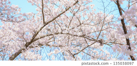 beautiful Spring day, Cherry blossom with bird against blue sky in park, Somei Yoshino Sakura blooming in sunshine day. Japan Travel background, template and wallpaper for spring season and Hanami 135038097