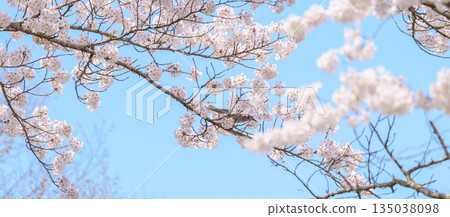 beautiful Spring day, Cherry blossom with bird against blue sky in park, Somei Yoshino Sakura blooming in sunshine day. Japan Travel background, template and wallpaper for spring season and Hanami beautiful Spring day, Cherry blossom with bird against blue sky in park, Somei Yoshino Sakura blooming in sunshine day. Japan Travel background, template and wallpaper for spring season and Hanami 135038098