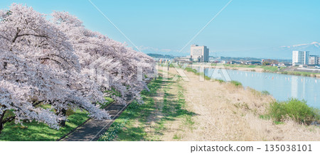 Kitakami Tenshochi Park with Sakura Cherry Blossom in Spring, Kitakami festival. Iwate mountain and Kitakami river in Iwate prefecture, Japan. Famous Landmark for Travel and Vacation destination Kitakami Tenshochi Park with Sakura Cherry Blossom in Spring, Kitakami festival. Iwate mountain and Kitakami river in Iwate prefecture, Japan. Famous Landmark for Travel and Vacation destination 135038101