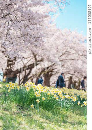 Kitakami Tenshochi Park with Sakura Cherry Blossom in Spring, Kitakami festival in Iwate prefecture, Japan. Famous Landmark for Travel and Vacation destination 135038105
