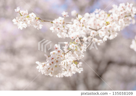 beautiful Spring day, Cherry blossom against blue sky in park, Somei Yoshino Sakura blooming in sunshine day. Japan Travel background, template and wallpaper for spring season and Hanami picnic beautiful Spring day, Cherry blossom against blue sky in park, Somei Yoshino Sakura blooming in sunshine day. Japan Travel background, template and wallpaper for spring season and Hanami picnic 135038109