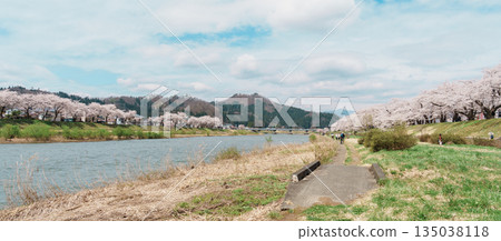Beautiful Sakura Cherry Blossom in Hinokinai River riverbank in Kakunodate town, Semboku District, Akita Prefecture, Japan. Landmark and Vacation in spring season 135038118