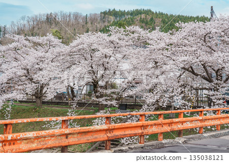 Beautiful Sakura Cherry Blossom in Hinokinai River riverbank in Kakunodate town, Semboku District, Akita Prefecture, Japan. Landmark and Vacation in spring season 135038121