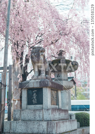 tourists sightseeing Sakurayama Shrine with sakura Cherry blossom in Spring season. Morioka city, Iwate prefecture, Japan. famous Landmark Travel and Vacation destination tourists sightseeing Sakurayama Shrine with sakura Cherry blossom in Spring season. Morioka city, Iwate prefecture, Japan. famous Landmark Travel and Vacation destination 135038129