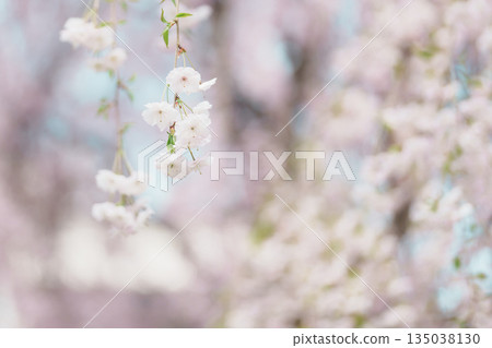 beautiful Spring day, Cherry blossom against blue sky in park, white Sakura blooming in sunshine day. Japan Travel background, template and wallpaper for spring season and Hanami picnic 135038130