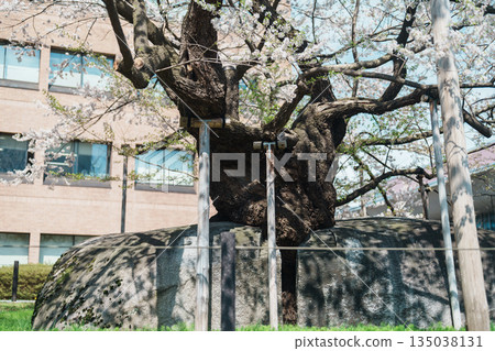 Rock breaking Cherry Tree or Ishiwarizakura in Spring. traveling in Morioka city, Iwate prefecture, Japan. famous Landmark Travel and Vacation destination 135038131