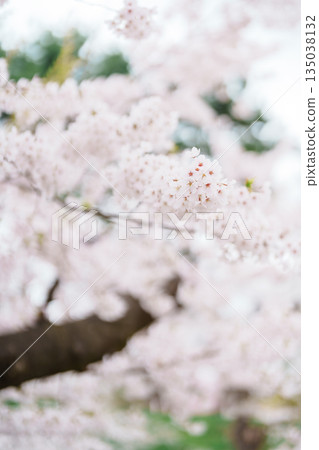 beautiful Spring day, Cherry blossom against blue sky in park, Somei Yoshino Sakura blooming in sunshine day. Japan Travel background, template and wallpaper for spring season and Hanami picnic beautiful Spring day, Cherry blossom against blue sky in park, Somei Yoshino Sakura blooming in sunshine day. Japan Travel background, template and wallpaper for spring season and Hanami picnic 135038132