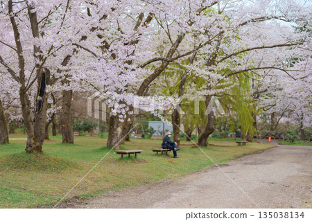 Tourists sightseeing and Hanami picnic at Hirosaki Cherry Blossom Festival, traveling in Hirosaki castle park, Aomori, Tohoku, Japan. Landmark famous in Japan. Travel and Vacation destination Tourists sightseeing and Hanami picnic at Hirosaki Cherry Blossom Festival, traveling in Hirosaki castle park, Aomori, Tohoku, Japan. Landmark famous in Japan. Travel and Vacation destination 135038134