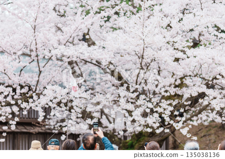 Tourists sightseeing the Oldest Somei Yoshino sakura at Hirosaki Cherry Blossom Festival, traveling in Hirosaki castle park, Aomori, Tohoku, Japan. Landmark famous in Japan. Travel and Vacation Tourists sightseeing the Oldest Somei Yoshino sakura at Hirosaki Cherry Blossom Festival, traveling in Hirosaki castle park, Aomori, Tohoku, Japan. Landmark famous in Japan. Travel and Vacation 135038136