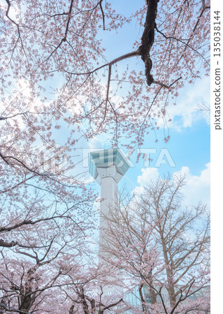 Beautiful Sakura Cherry Blossom in Spring season. Goryokaku Tower park in Hakodate city, Hokkaido prefecture, Japan. famous Landmark, Japan Travel and Vacation destination 135038144