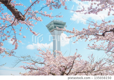Beautiful Sakura Cherry Blossom in Spring season. Goryokaku Tower park in Hakodate city, Hokkaido prefecture, Japan. famous Landmark, Japan Travel and Vacation destination 135038150