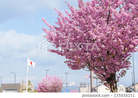 Pink Sakura Cherry blossom blooming in Spring season, cityscape against blue sky in Morioka city, Iwate prefecture, Japan. famous Landmark Travel and Vacation destination Pink Sakura Cherry blossom blooming in Spring season, cityscape against blue sky in Morioka city, Iwate prefecture, Japan. famous Landmark Travel and Vacation destination 135038151