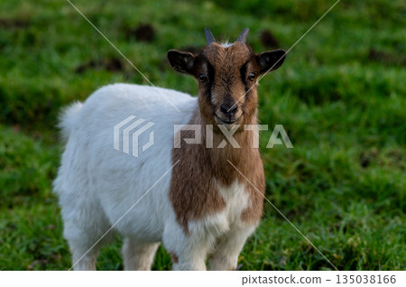 Close-up of a goat 135038166