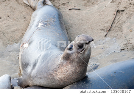 At the Elephant Seal Vista Point At the Elephant Seal Vista Point 135038167