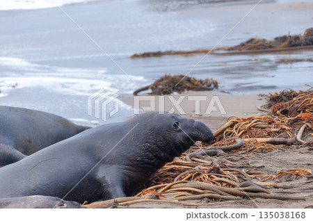 At the Elephant Seal Vista Point 135038168