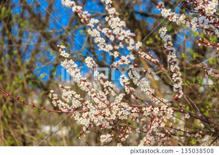 White blossom of apricot tree at spring White blossom of apricot tree at spring 135038508
