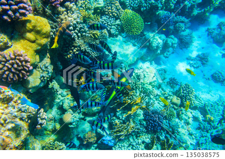 Different tropical fish at coral reef in the Red sea in Ras Mohammed national park, Sinai peninsula in Egypt 135038575