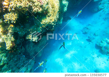 Indo-Pacific sergeant (Abudefduf vaigiensis), also  known as the Sergeant major on coral reef in the Red sea. School of fish undersea 135038577