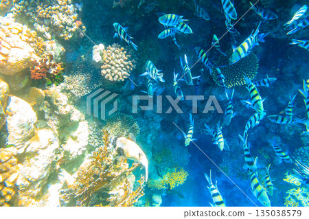 Masked puffer (Arothron diadematus) and Indo-Pacific sergeants (Abudefduf vaigiensis) on coral reef in the Red sea in Ras Mohammed national park, Sinai peninsula in Egypt Masked puffer (Arothron diadematus) and Indo-Pacific sergeants (Abudefduf vaigiensis) on coral reef in the Red sea in Ras Mohammed national park, Sinai peninsula in Egypt 135038579