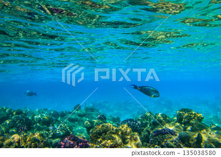 Sohal surgeonfish (Acanthurus sohal) or sohal tang, is a Red Sea endemic. Sohal surgeonfish on coral reef in the Red sea in Ras Mohammed national park. Sinai peninsula in Egypt 135038580