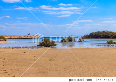 Mangrove trees in Ras Mohammed national park, Sinai peninsula in Egypt Mangrove trees in Ras Mohammed national park, Sinai peninsula in Egypt 135038583