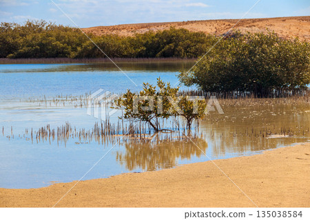 Mangrove trees in Ras Mohammed national park, Sinai peninsula in Egypt Mangrove trees in Ras Mohammed national park, Sinai peninsula in Egypt 135038584