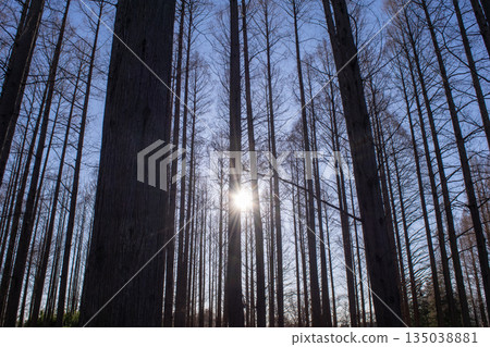 陽光照射下的水杉林 陽光照射下的水杉林 135038881