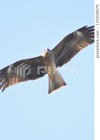 鳥兒飛翔在天空中 135039070