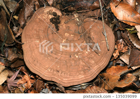 一種生長在落葉層中的棕色鐘形真菌,直徑可達約15公分(自然界中的微距攝影) 一種生長在落葉層中的棕色鐘形真菌,直徑可達約15公分(自然界中的微距攝影) 135039099