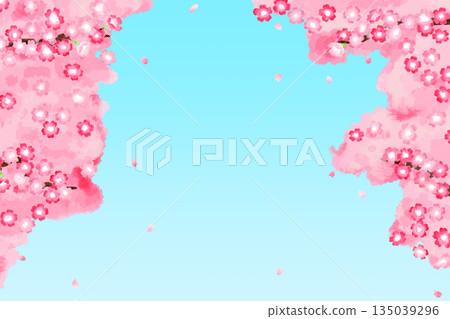 A background of cherry blossoms in full bloom scattering petals A background of cherry blossoms in full bloom scattering petals 135039296