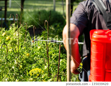 An elderly man, a summer resident, treats tomatoes at his dacha with a modern sprayer against late blight. Protection and treatment of plants at the dacha with chemicals. Copy space for text 135039420