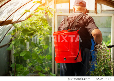 An elderly man, a summer resident, uses a battery-powered sprayer to treat cucumber plants with boric acid in the summer for crop yields and parasites. Copy space for text 135039472