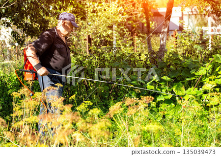 An elderly man with a red sprayer treats plants with ammonia to protect them from diseases and pests at his dacha. Copy space for text, industry 135039473