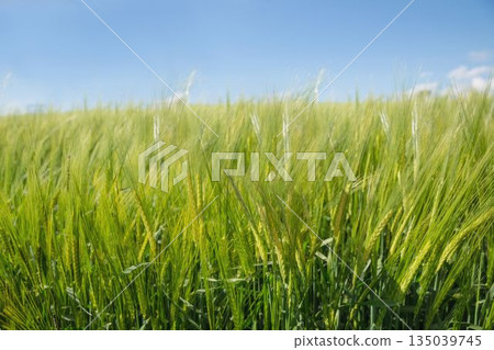 Flat vector illustration is showing green barley stalks with grain heads swaying under blue sky 135039745