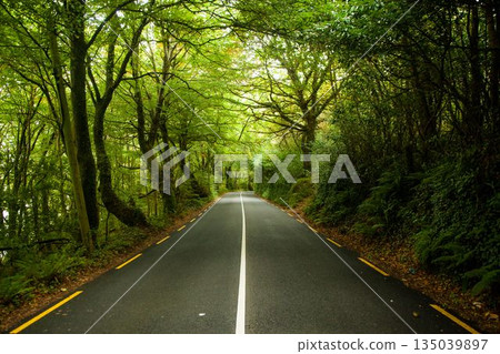 Flat design showing two-lane road lined with ferns under canopy with white line and yellow markings 135039897