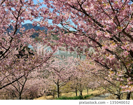 Yoritomo cherry blossoms in full bloom at Sakuma Dam-4 Yoritomo cherry blossoms in full bloom at Sakuma Dam-4 135040032