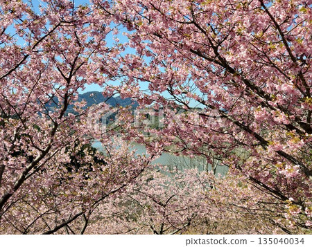 Yoritomo cherry blossoms in full bloom at Sakuma Dam-3 135040034