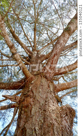 Tall Pine Tree Trunk and Branches Architecture in the Sun Tall Pine Tree Trunk and Branches Architecture in the Sun 135040121