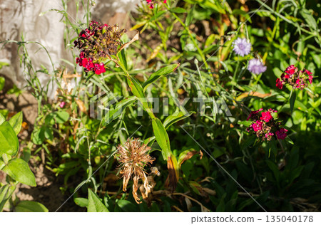 Garden scene displaying vibrant red flowers alongside withered foliage and plant decay, highlighting natural cycle of growth and decline, with signs of plant health issues Garden scene displaying vibrant red flowers alongside withered foliage and plant decay, highlighting natural cycle of growth and decline, with signs of plant health issues 135040178