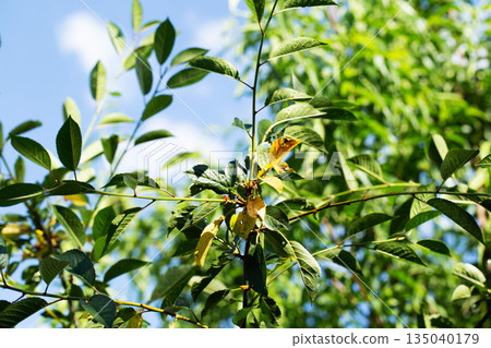 Fruit plant leaf disease manifestation on tree branch with yellowing and brown spots against blue sky during sunny day, plant illness 135040179