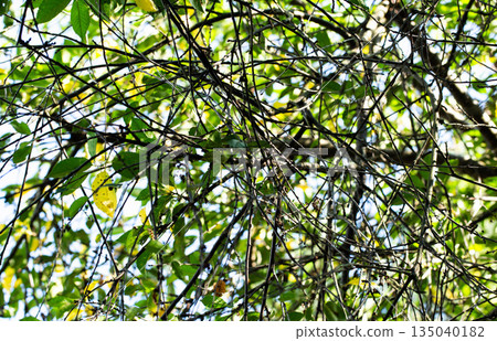 Tangled network of tree branches and foliage showcasing green leaves and yellow leaves, some displaying early signs of plant disease 135040182