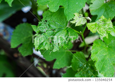 Green leaves of plant showing signs of disease and pest damage, with holes and irregular texture, growth of plant, agriculture Green leaves of plant showing signs of disease and pest damage, with holes and irregular texture, growth of plant, agriculture 135040254