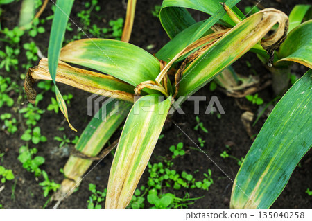 Plant leaves show signs of disease or stress, exhibiting yellowing and browning on green foliage, agriculture crop damage consequence Plant leaves show signs of disease or stress, exhibiting yellowing and browning on green foliage, agriculture crop damage consequence 135040258
