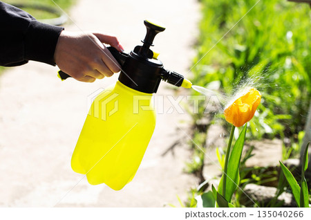 Spraying yellow tulips with boric acid to prevent diseases Spraying yellow tulips with boric acid to prevent diseases 135040266